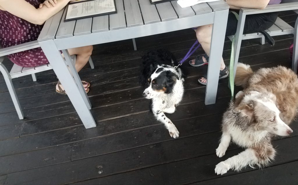 Top 10 Best Dog Friendly Restaurants in Tampa Bay The Long Haired